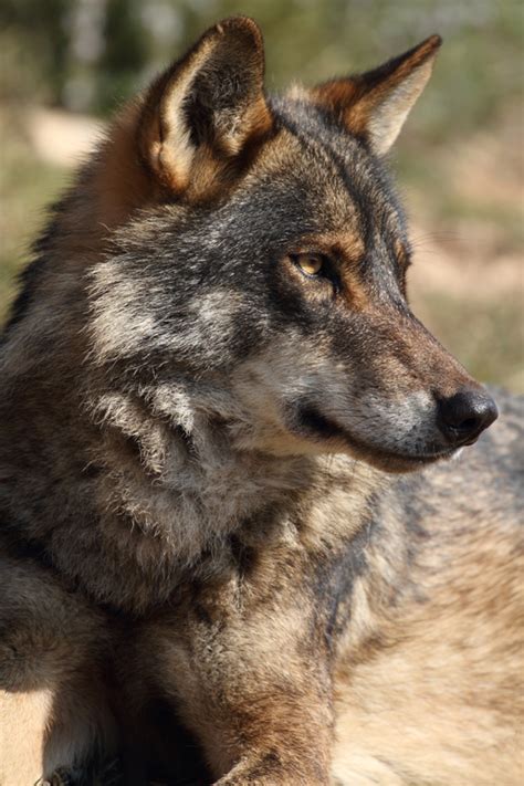 Iberian Wolf Canis Lupus Signatus Flickr Photo Sharing