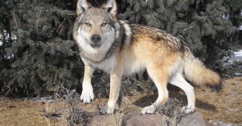 The official instagram of wolves. Calling Yellowstone Wolves | Grand View Outdoors