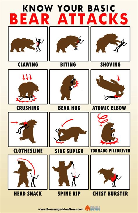 Know Your Basic Bear Attacks Infographic