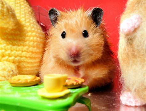 Unexpectedly Funny Things To Do With Hamsters When Youre Bored The