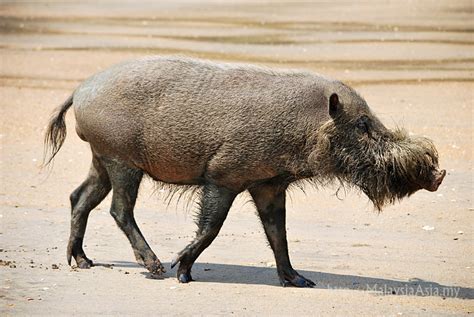 Bearded Pig Pictures