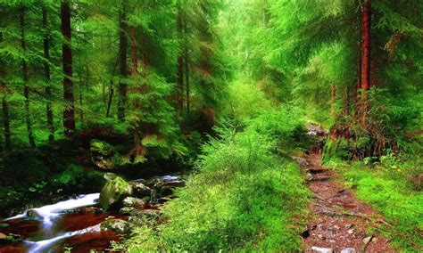 Download Nature Forest Trees Small River Stones Path Hdq