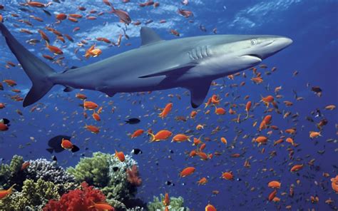 Ocean Shark Underwater World Exotic Fish Coral Desktop