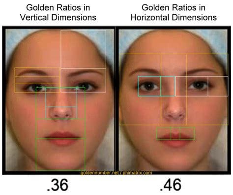 The Human Face And The Golden Ratio The Golden Ratio Phi 1618