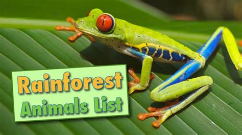 Rainforest Rainforest Animals List