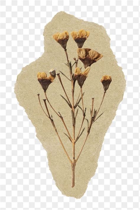 Dried Autumn Flower Png Sticker Ripped Paper Transparent Background
