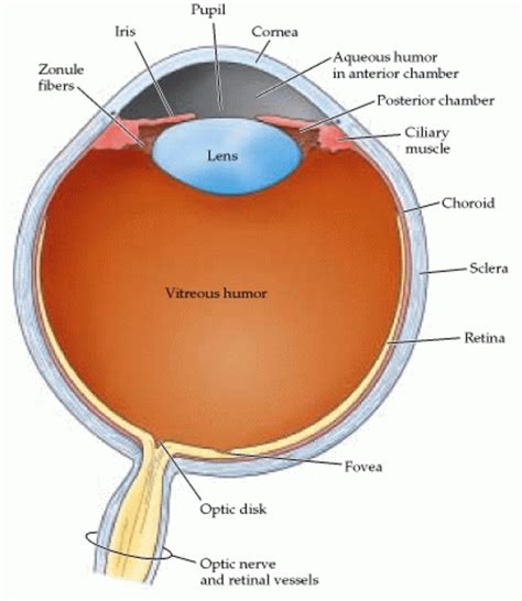 1 Basic Anatomy Of The Eye Transverse Section Of The Adult Human Eye
