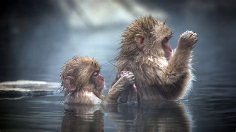 Bathing Ape Wallpaper 54 Images