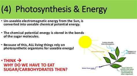 Check spelling or type a new query. Ths general biology unit 1 our environment photosynthesis ...