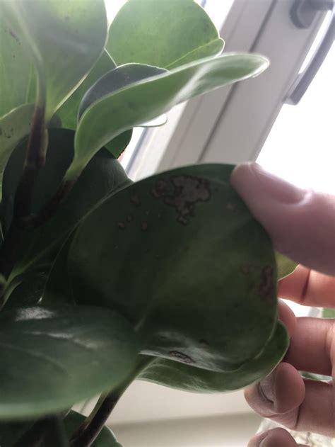Black or brown spots on the leaves of a peperomia plant is something that should be given immediate attention. Houseplants forum→Peperomia obtusifolia, brown spots in ...