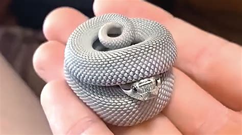 Snakes Can Be Cute Too Funny Snake Video Animals Life Youtube
