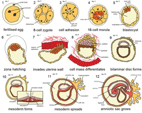 Desarrollo Embrionario Etapas Y Sus Características Lifeder
