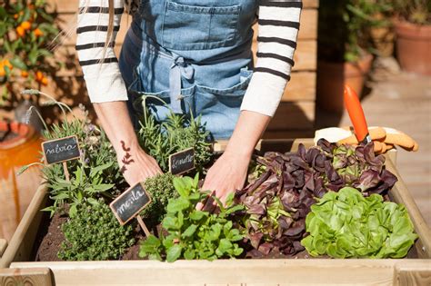 Top Tips To Start Your Urban Garden Bon Vivant Video