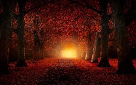 Hd Wallpaper Nature Landscape Fall Atmosphere Leaves Path Trees Mist