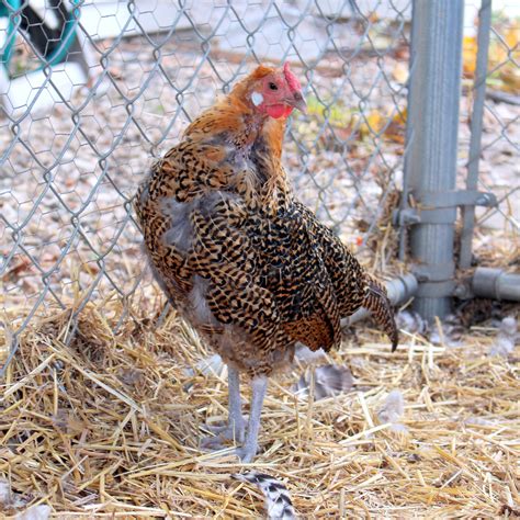 five things all new chicken keepers should know chickens chicken bird