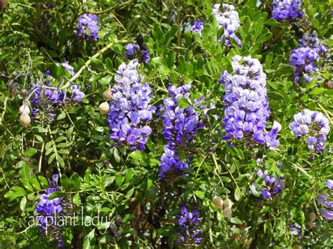 Various purple flowering trees perform well in texas home gardens. Grape Bubblegum Flowers.... - Ramblings from a Desert Garden