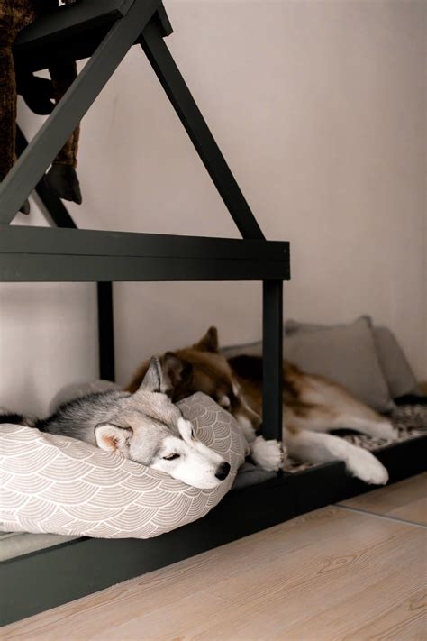 5 hundehütte isoliert selber bauen. So einfach kann man sich eine moderne Hundehütte für die ...