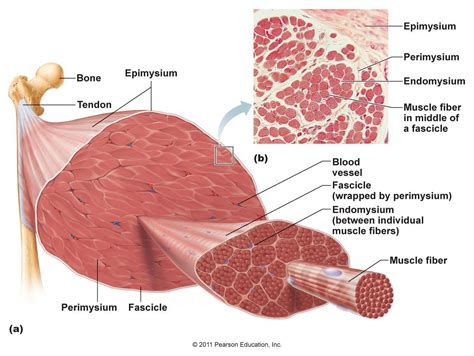 Muscle Tissue Medically