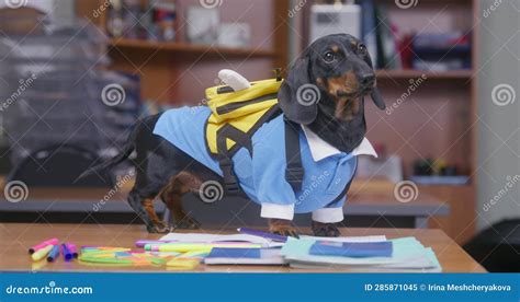 Dog Pupil in School Uniform with Backpack Sits on Desk Game Training
