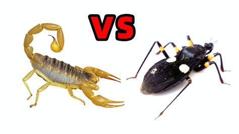 Scorpion Vs Assassin Bug Insect Fight Youtube