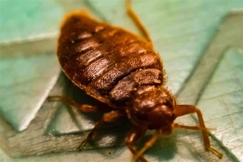 7 Signs Of Bed Bugs With Pictures And Video Backyard Pests