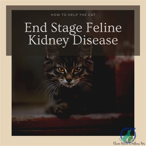 Cats with type i diabetes bring your cat to the vet every six months—at the very least—for a wellness checkup and blood tests. Stage 3 kidney disease cats life expectancy how to support ...