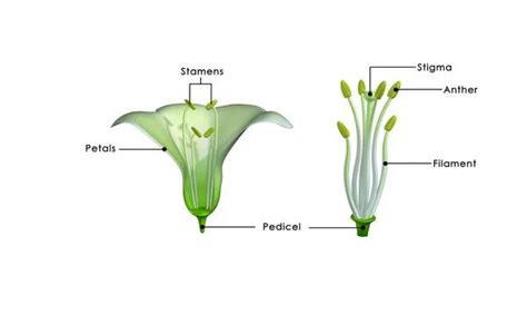 What Is Stamen Overview Types And Functions
