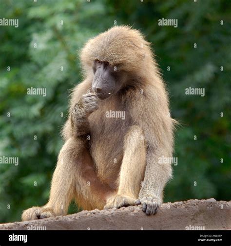 Female Hamadryas Baboon Papio Hamadryas Eating With Nicely Blurred Background Of Trees Captive