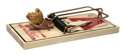 How To Get Rid Of Mice Best Mouse Traps And Guide