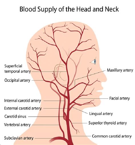 The difference in the structural characteristics of arteries, capillaries and veins is attributable to their respective functions. A schematic of the passage of blood vessels in the head ...