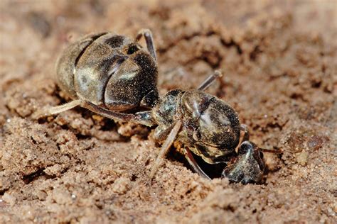 Filemeat Eater Ant Qeen Excavating Hole03 Wikimedia Commons