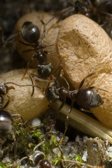 Ants 101 A Guide To Identifying Common Types Of Ant Species Types Of