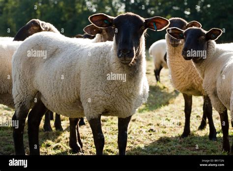 Suffolk Mule Cross Breed Sheep Stock Photo Royalty Free Image