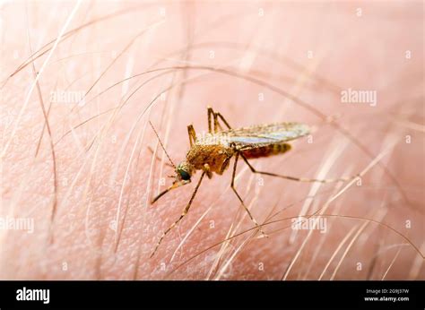 Malaria Infected Mosquito Bite On Green Background Leishmaniasis