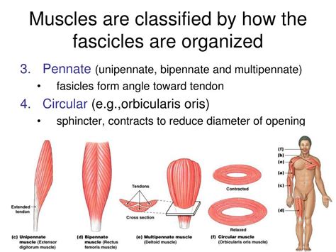Ppt Gross Anatomy Of The Muscular System Powerpoint Presentation
