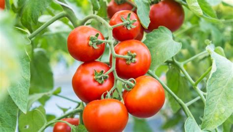 When To Plant Tomatoes In Florida Detailed Guide The Scientific