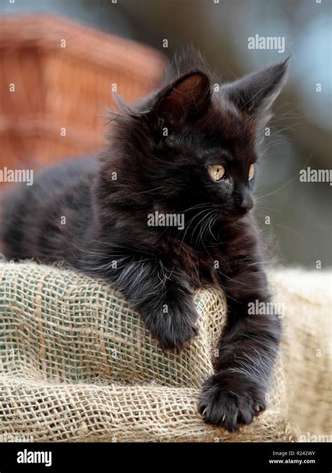 Sweet Black Norwegian Forest Cat Kitten Resting Outdoors Stock Photo