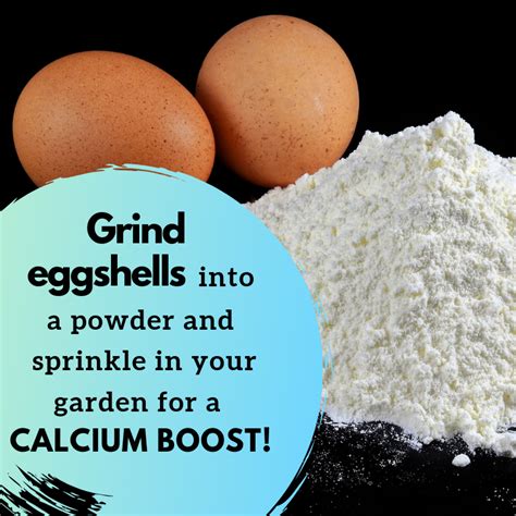 Check spelling or type a new query. Improve Your Garden Soil Using Eggshells | Garden soil ...