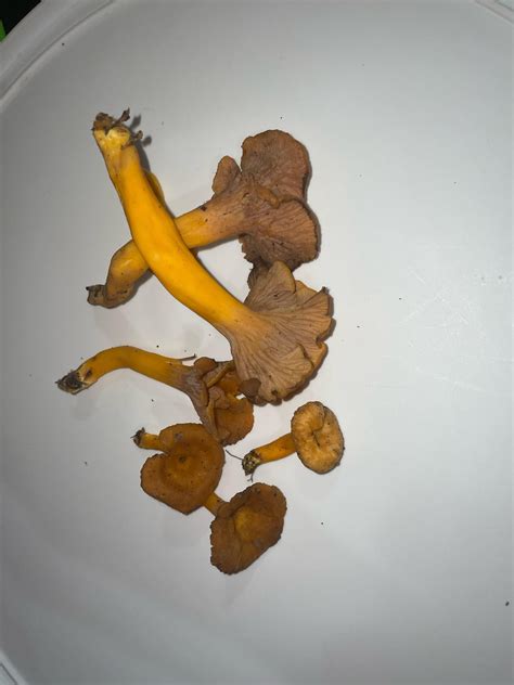 Can Someone Identify What Type Of Chanterelle These Are I Think