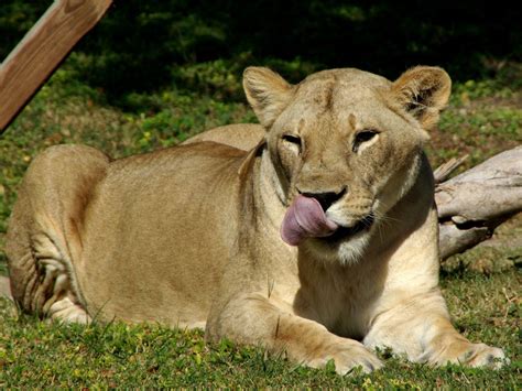 They are the largest cats on the african continent. animals, Lions Wallpapers HD / Desktop and Mobile Backgrounds