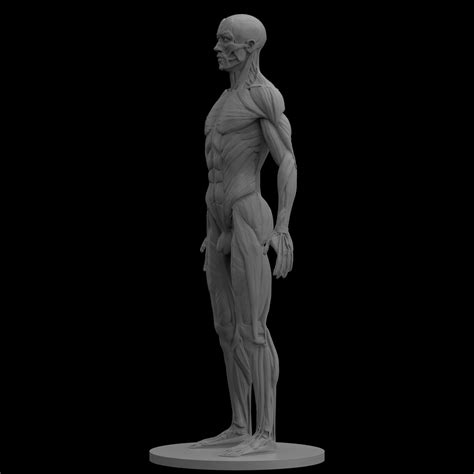 3d Printable Model Male Ecorche Human Anatomy Reference