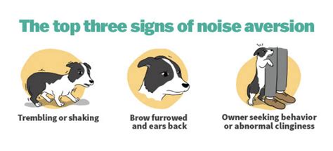 Top Signs Your Dog Suffers From Noise Aversion