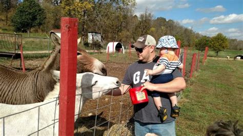 Funny Farm Petting Zoo Eldon 2020 All You Need To Know Before You