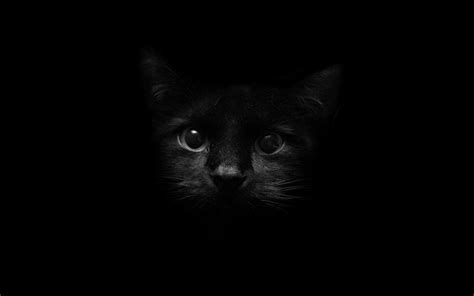 13 Black Cat Wallpaper Hd Furry Kittens