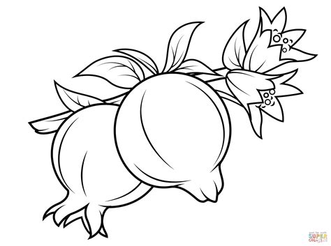 Pomegranate on Branch coloring page | Free Printable Coloring Pages