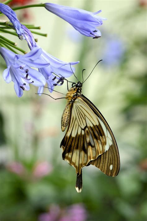 Mocker Swallowtail Papilio Dardanus Beautiful Butterflies