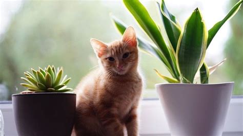 So for weird animal question of the week, we're responding to national geographic's own emily tye, who asks: Do your houseplants hold hidden dangers for your moggy ...