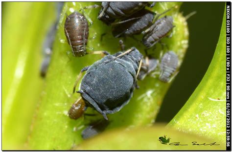 Per combattere gli afidi è sufficiente agire sulla pianta direttamente con il flusso dell'acqua a rompi getto. Afidi neri su Viburmun lucidum - Aphis sp. , Forum Natura ...