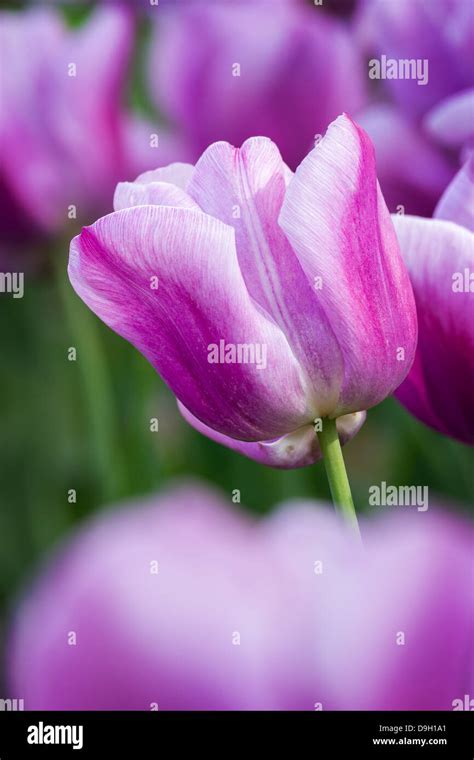 Beautiful Purple Tulips Row Stock Photo Alamy