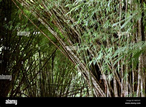 Dark Bamboo Forest Stock Photo Alamy